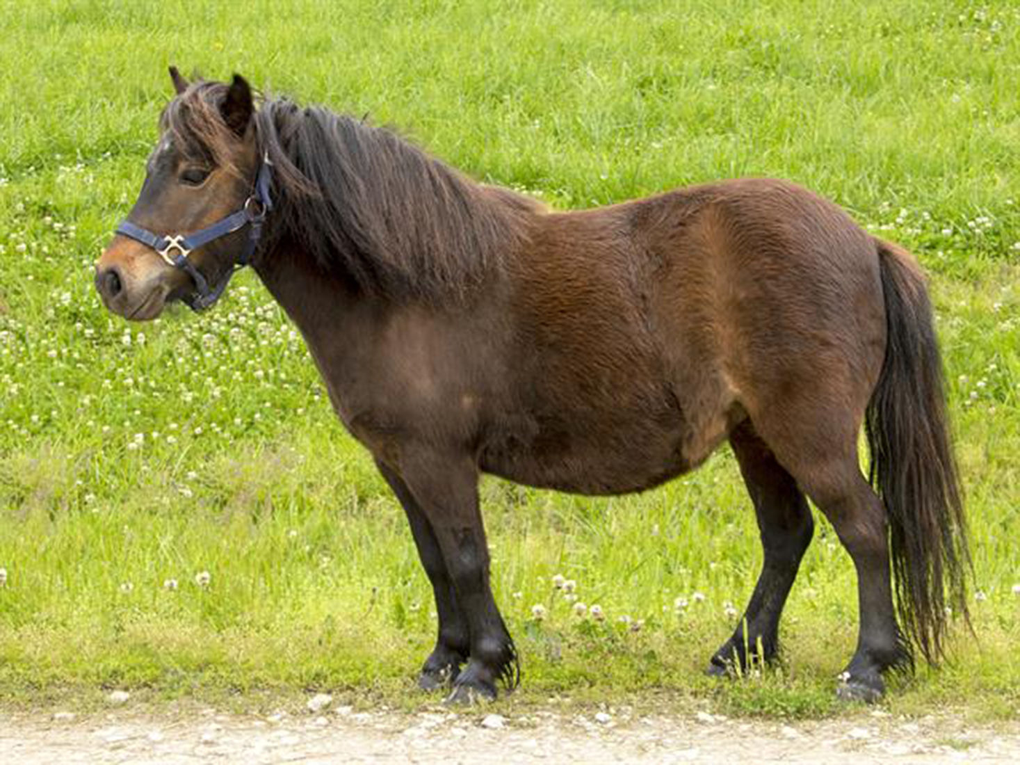 Last week's pet, still available: Aurora
